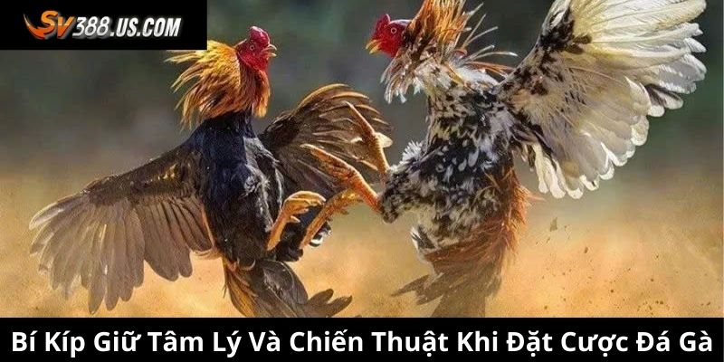 Bí kíp giữ tâm lý và chiến thuật khi đặt cược đá gà