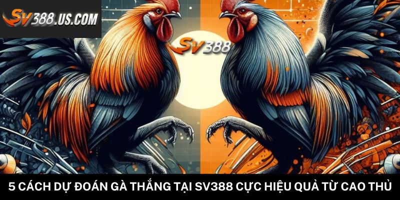 5 Cách Dự Đoán Gà Thắng Tại SV388 Cực Hiệu Quả Từ Cao Thủ