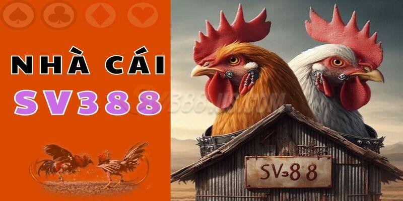 Nhà Cái Đá Gà SV388 | Gợi Ý Top 3 Loại Hình Hot Nhất Nên Thử Chỉ dẫn tham gia trang đá gà cơ bản