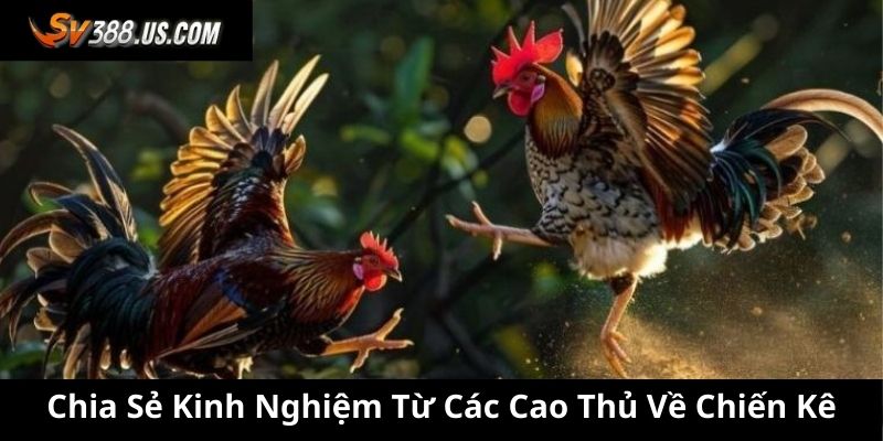 Chia sẻ kinh nghiệm từ các cao thủ về chiến kê