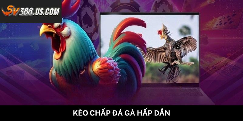 Kèo chấp đá gà hấp dẫn