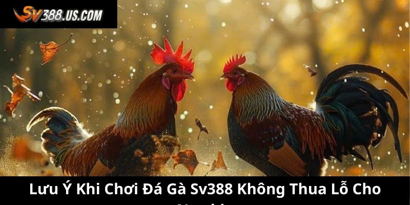 Lưu ý khi chơi đá gà SV388 không thua lỗ cho newbie