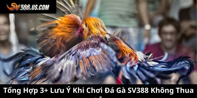 Tổng Hợp 3+ Lưu Ý Khi Chơi Đá Gà SV388 Không Thua Lỗ