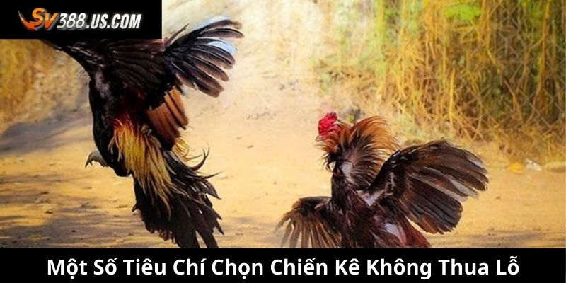 Một số tiêu chí chọn chiến kê không thua lỗ