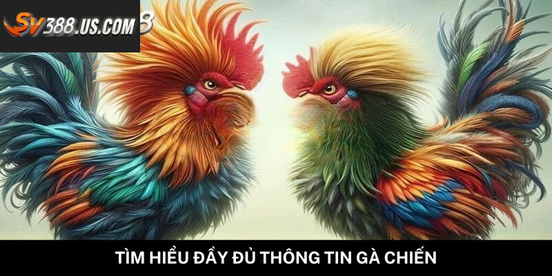 Tìm hiểu đầy đủ thông tin gà chiến