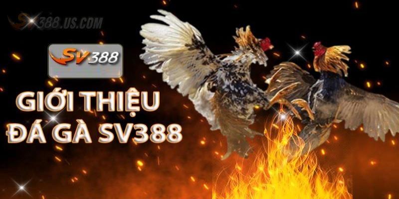 Tìm hiểu SV388 mới nhất