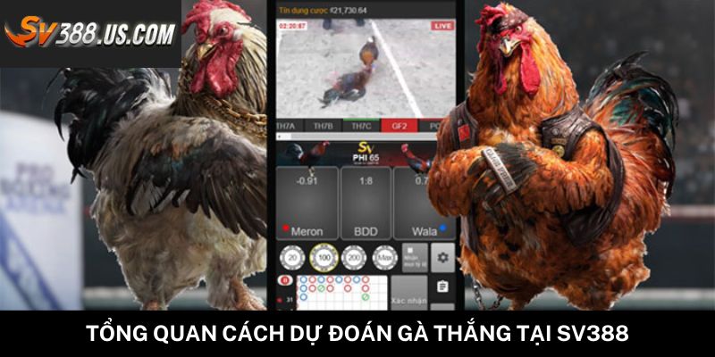 Tổng quan cách dự đoán gà thắng tại SV388