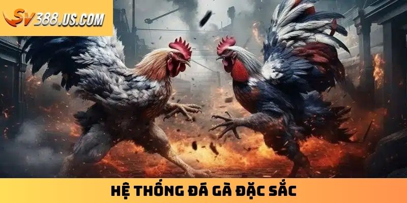 Hệ thống đá gà đặc sắc