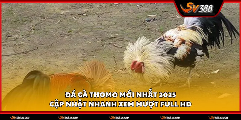 Đá gà Thomo mới nhất 2025 – Cập nhật nhanh xem mượt full HD da ga thomo moi nhat 1 11zon