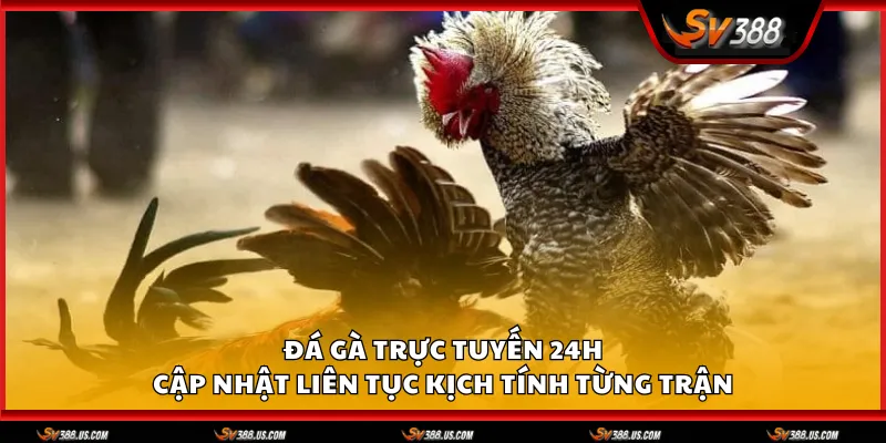 Đá gà trực tuyến 24h – Cập nhật liên tục kịch tính từng trận da ga truc tuyen 24h 1 11zon