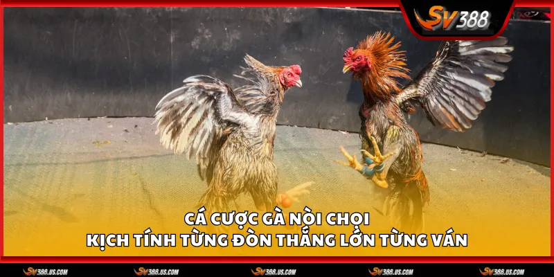 Cá cược gà nòi chọi – Kịch tính từng đòn thắng lớn từng ván ga noi choi 1 11zon